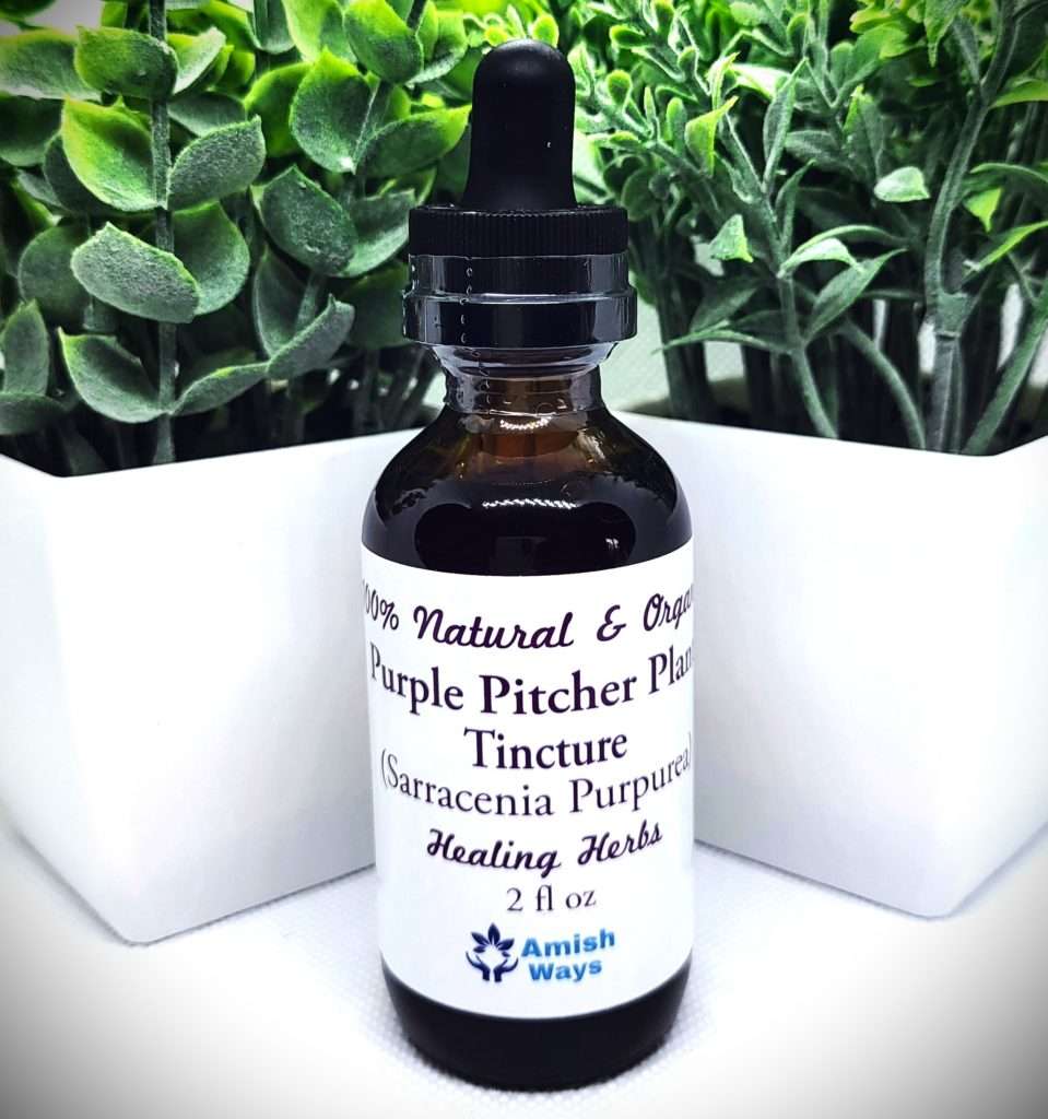 Sarracenia Purpurea Tincture The Purple Pitcher Plant Amish Ways
