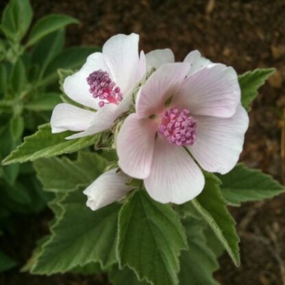 Marshmallow Flowers grown from seed.