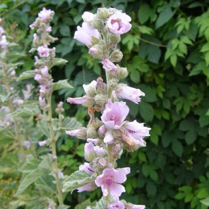 Marshmallow Flowers